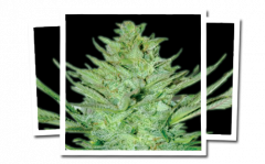 Headlights Kush Auto - 12PACK Regular