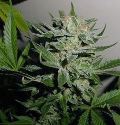 heavy-duty-fruity-th-seeds-5pack-regular-th-seeds-amsterdam-seed-center-3