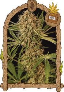 herz-og-5pack-feminised-exotic-seed-amsterdam-seed-center