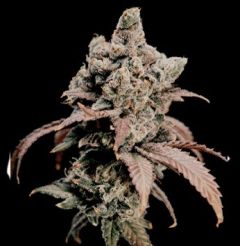 Hidden Vice - 5-pack