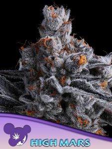 Is there life on Mars? You will start to think about it once you've tried High Mars by Anesia Seeds. This 60% sativa has enough THC (36%) to fuel a rocket jet. High Mars is an extraordinary hybrid with a broad spectrum of sativa and indica effects. Inexpe