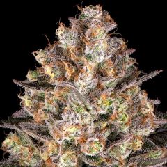 Hindu Kush - 5-pack