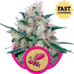 honey-cream-fast-version-feminised-royal-queen-seeds