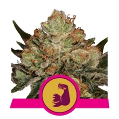 hulkberry-royal-queen-seeds-amsterdamseedcenter-1