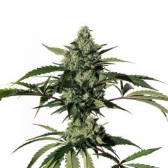 hiydrow-5pack-fem-mmgenetics
