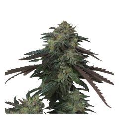 Ice Cream OG - 6-pack