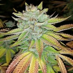 tha-melon-12pack-regular-karma-genetics-amsterdam-seed-center