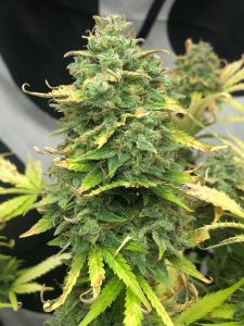 Mimosa Cake Auto - 5-pack