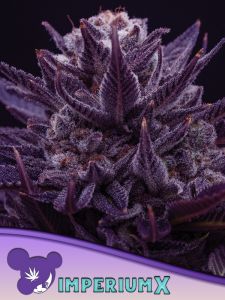 Imperium X is one of the most potent strains in the world, combining outstanding traits like no other cannabis hybrid. This plant is a three-way cross-breed of some extremely THC-rich cannabis strains