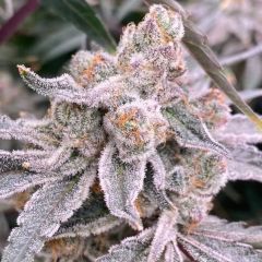 King Kush Breath