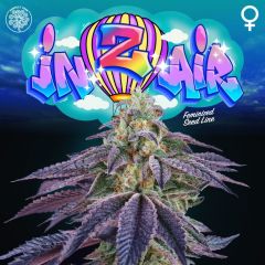 In Z Air - 6PACK