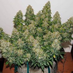 Jack Frost Widow Auto