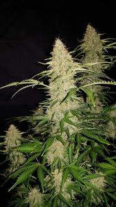 Original Jack Herer Auto