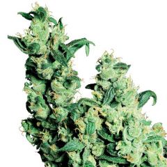 Jack Herer