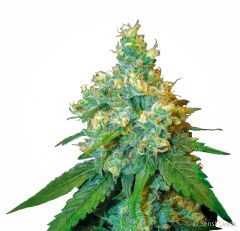 Jack Herer 