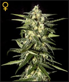 Jack Herer Auto