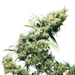 jamaican-pearl-feminised-sensi-seeds