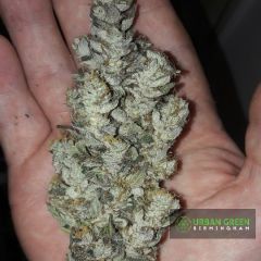 Jelly Kush - 12PACK