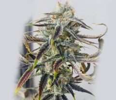 jenny-kush-12pack-regular-rare-dankness-amsterdam-seed-center