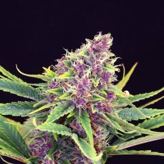 Purple Kush - 5PACK