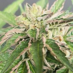 double-funk-12pack-reg-karma-genetics-amsterdam-seed-center