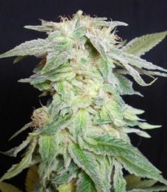 king-kush-seedism