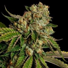 Kosher Dawg - 6PACK