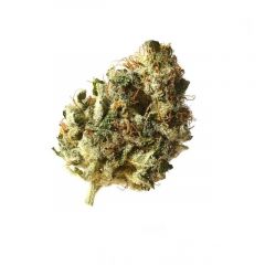 Kosher Choco Kush - 5PACK 