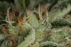 Kush 'n Cheese