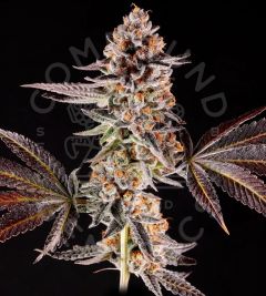 Chronic Cake - 7-pack