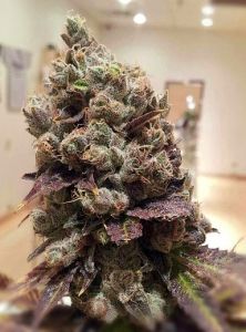 lee-roy-12pack-regular-rare-dankness-amsterdam-seed-center