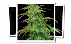 Lemon Haze Auto - 6PACK Regular
