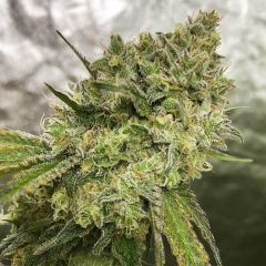 Stand up and take note of Lemon Tree x Purple Punch. It is a delicious mash-up of a strong cream lemon and red berry aroma. This US Hybrid is one of the first Tramuntana Seeds in our collection and is ideal for all growers. It is easy to grow, productive 
