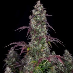 Lemon Pie Auto