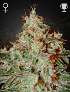 A lemon skunk flower close to harvest - breeder Green House Seeds Co, Seller Amsterdam Seed Center