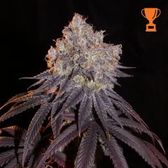 Limón Blanco V3 - 6-pack