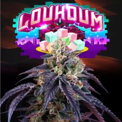 Loukoum - 6-pack