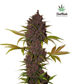lsd-25-5pack-auto-fast-bud-seeds-amsterdam-seed-center