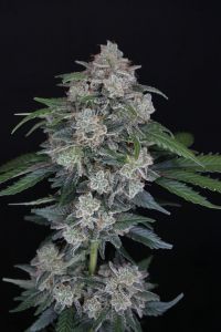 MAK OG Auto - 5-pack