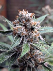 Marmelade F3 - 5-pack