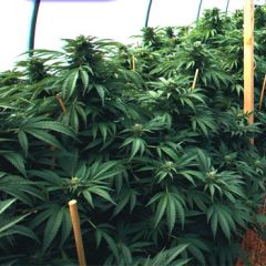 Mastodon Kush