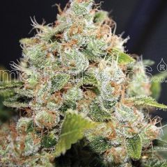 BCN Sour Diesel - 5-pack