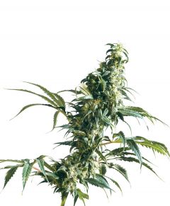 mexican sativa-fem-sensi-seeds