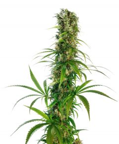 michka-feminised-sensi-seeds-amsterdam-seed-center