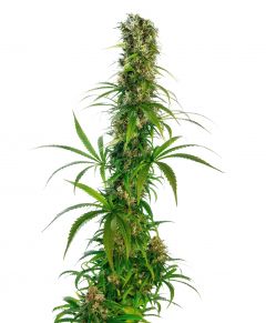 michka-regular-sensi-seeds-amsterdam-seed-center