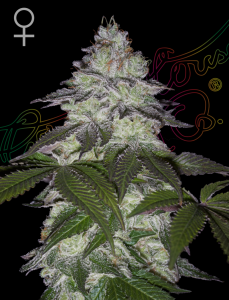 Milky Dreams