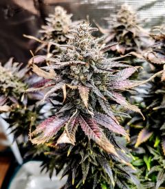 Mimosa - 5-pack