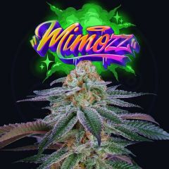 Mimozz - 6PACK