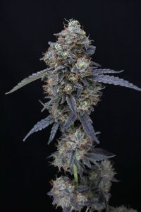Minty Grape Kush - USA Line - 5-pack