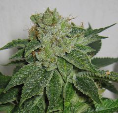 Mk Ultra - 5PACK